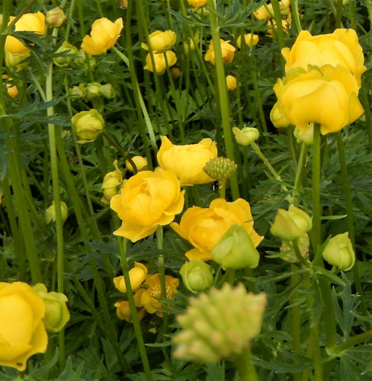 Európai zergeboglár (Trollius europaeus)