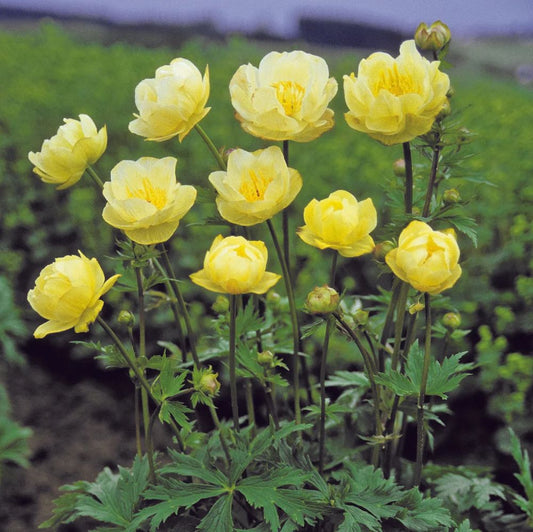 Hibrid zergeboglár (Trollius 'New Moon')