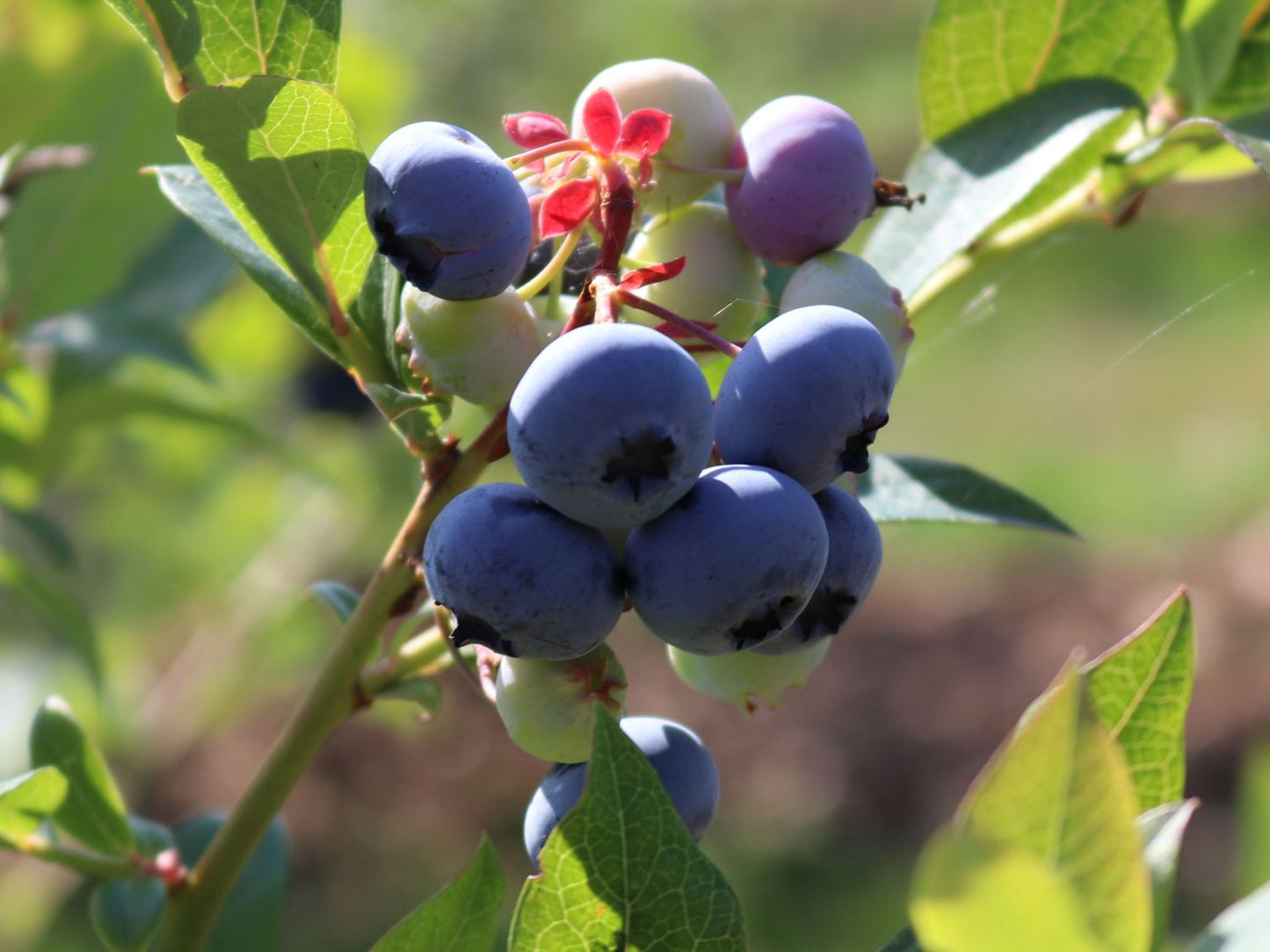 Kék, fürtös áfonya (Vaccinium corymbosum 'Bluecrop')