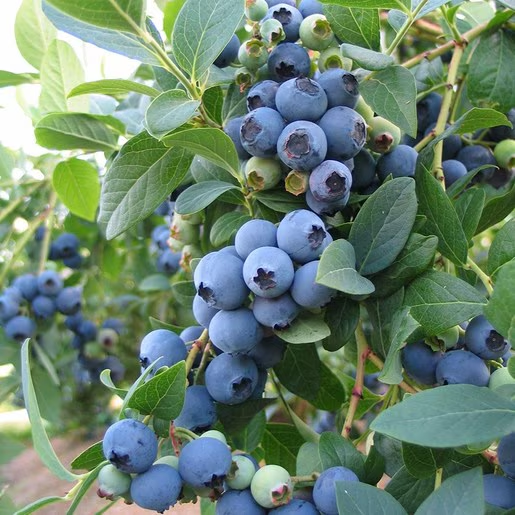 Kék, fürtös áfonya (Vaccinium corymbosum 'Bluecrop')