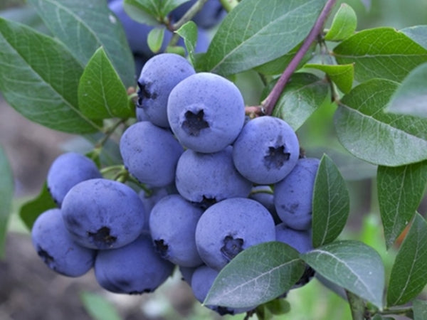 Kék, fürtös áfonya (Vaccinium corymbosum 'Bluecrop')