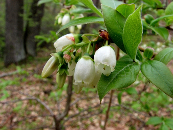 Kék, fürtös áfonya (Vaccinium corymbosum 'Bluecrop')