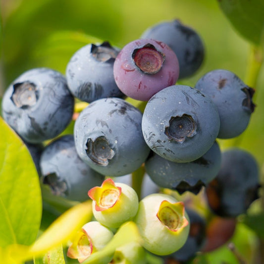 Kék, fürtös áfonya (Vaccinium corymbosum 'Bluegold')