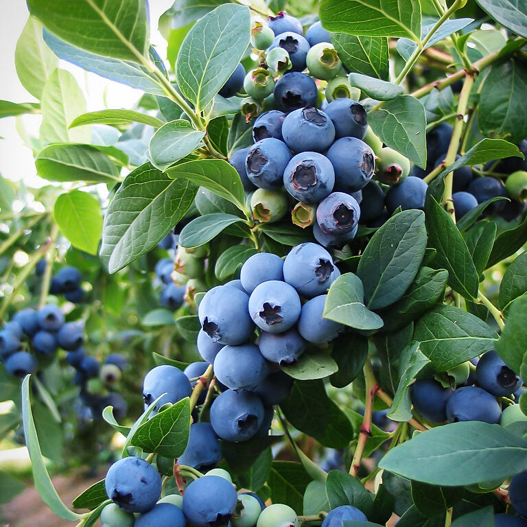 Kék, fürtös áfonya (Vaccinium corymbosum 'Bluejay')