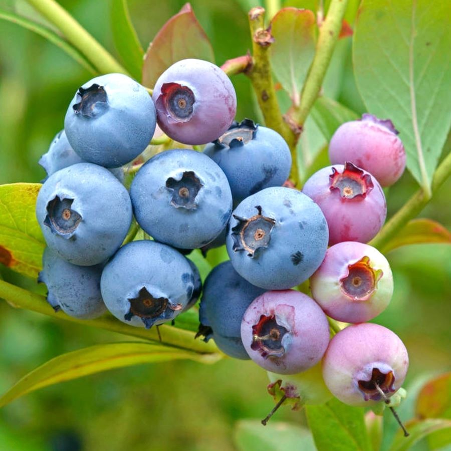 Kék, fürtös áfonya (Vaccinium corymbosum 'Bluejay')