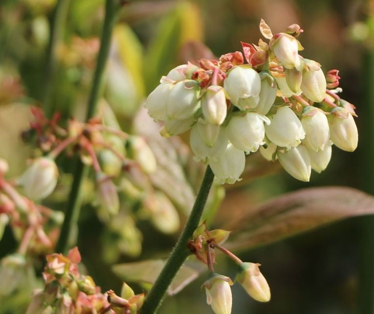 Kék, fürtös áfonya (Vaccinium corymbosum 'Bluejay')