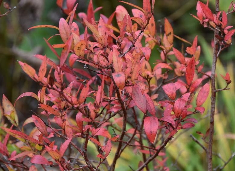 Kék, fürtös áfonya (Vaccinium corymbosum 'Bluejay')