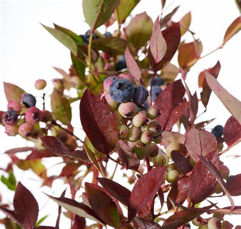 Kék, fürtös áfonya (Vaccinium corymbosum 'Bonus')