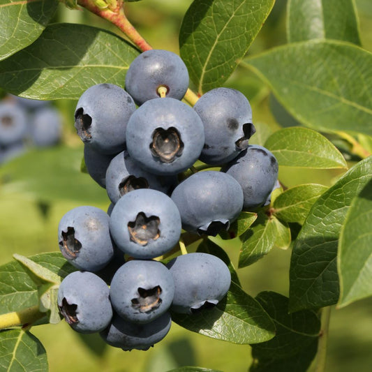 Kék, fürtös áfonya (Vaccinium corymbosum 'Bonus')