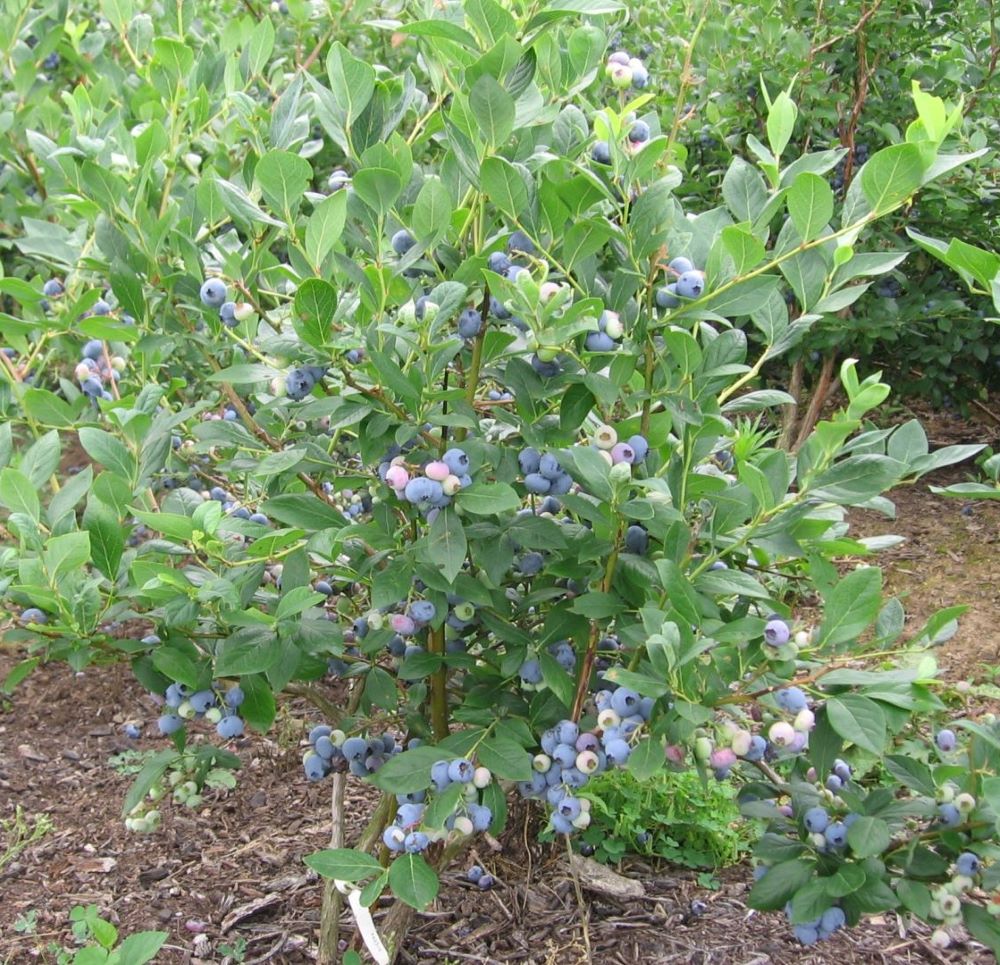 Kék, fürtös áfonya (Vaccinium corymbosum 'Bonus')