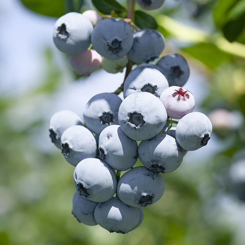 Kék, fürtös áfonya (Vaccinium corymbosum 'Brigitta Blue')
