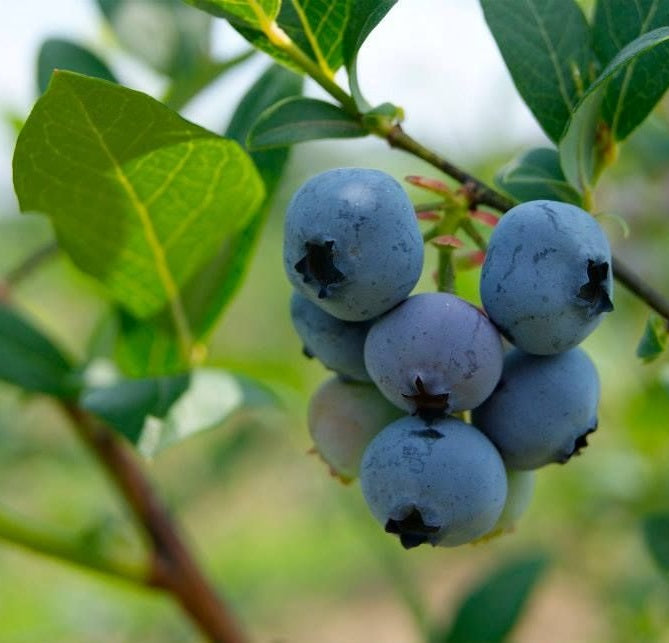 Kék, fürtös áfonya (Vaccinium corymbosum 'Brigitta Blue')