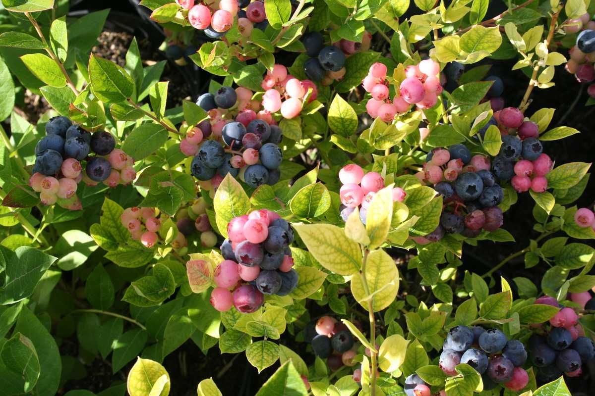 Kék, fürtös áfonya (Vaccinium corymbosum 'Brigitta Blue')