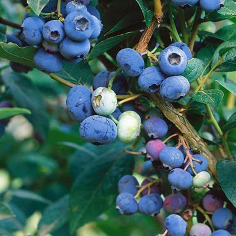 Kék, fürtös áfonya (Vaccinium corymbosum 'Brigitta Blue')