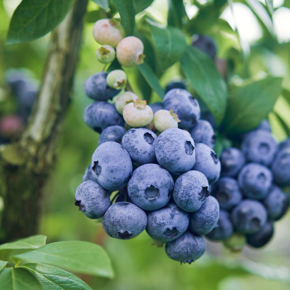 Kék, fürtös áfonya (Vaccinium corymbosum 'Darrow')