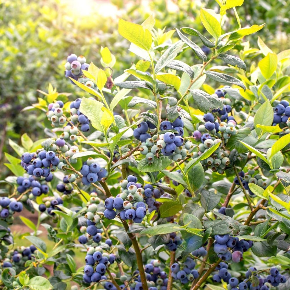 Kék, fürtös áfonya (Vaccinium corymbosum 'Darrow')