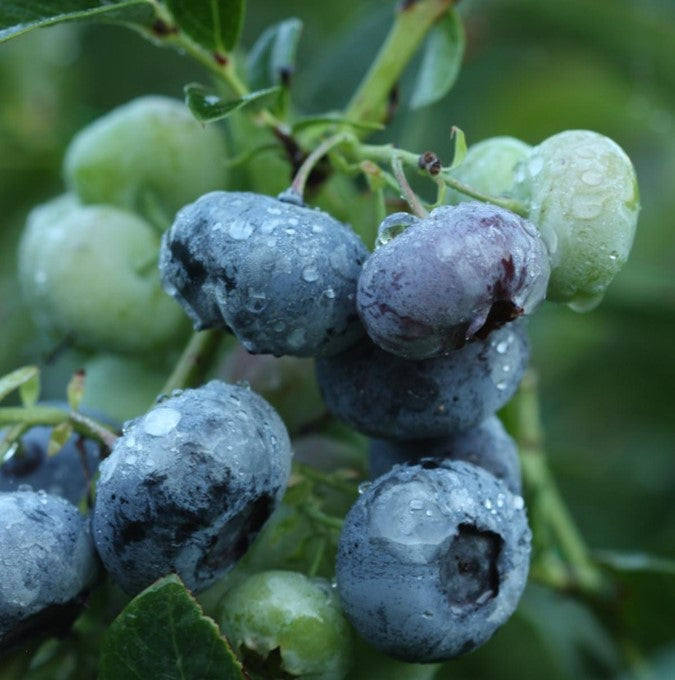 Kék, fürtös áfonya (Vaccinium corymbosum 'Darrow')