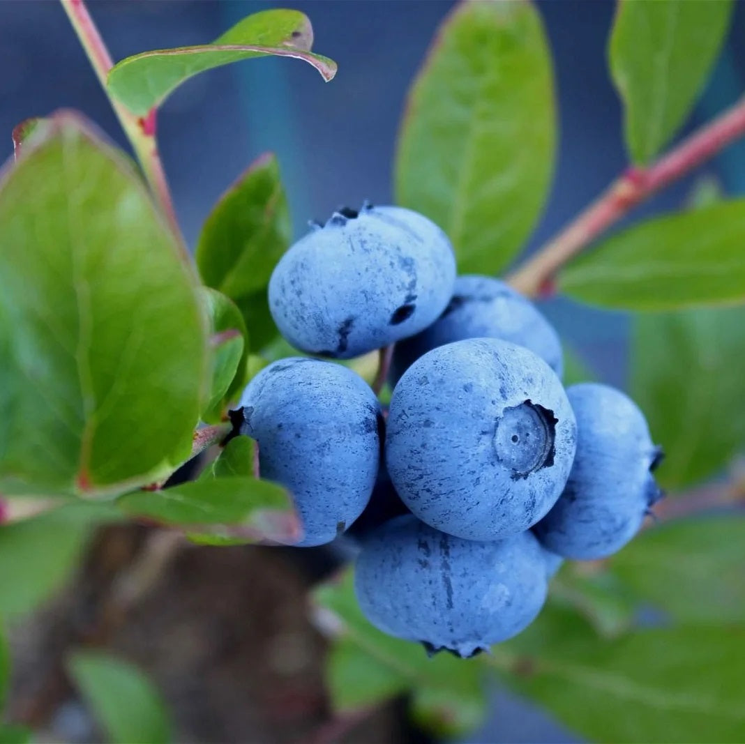 Kék, fürtös áfonya (Vaccinium corymbosum 'Denise Blue')