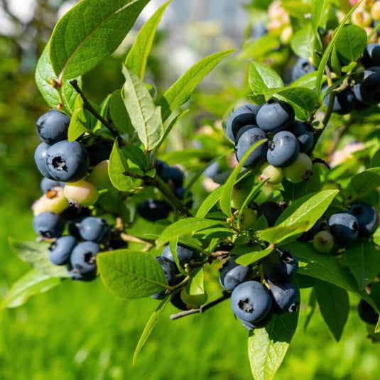 Kék, fürtös áfonya (Vaccinium corymbosum 'Denise Blue')
