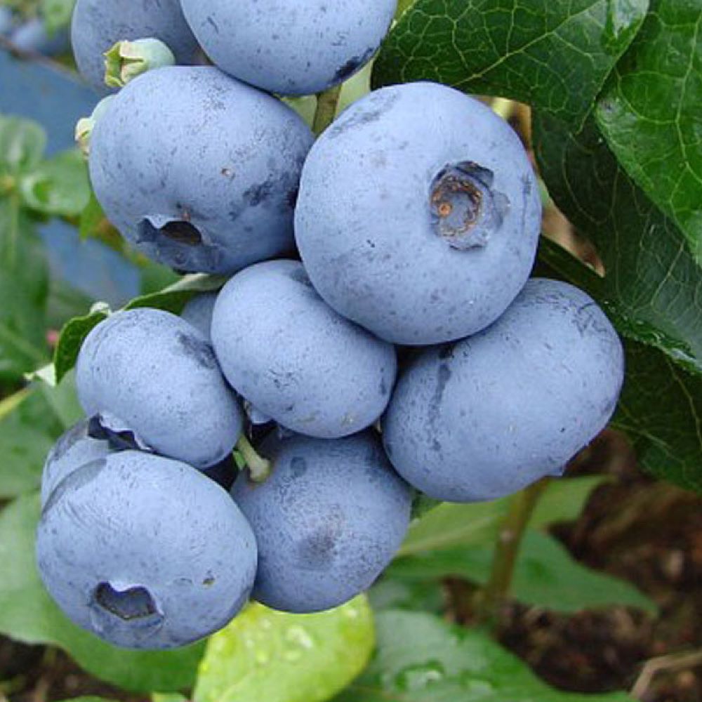 Kék, fürtös áfonya (Vaccinium corymbosum 'Denise Blue')