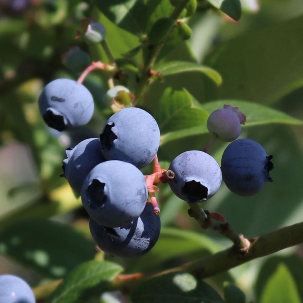 Kék, fürtös áfonya (Vaccinium corymbosum 'Earliblue' 'Early Blue')