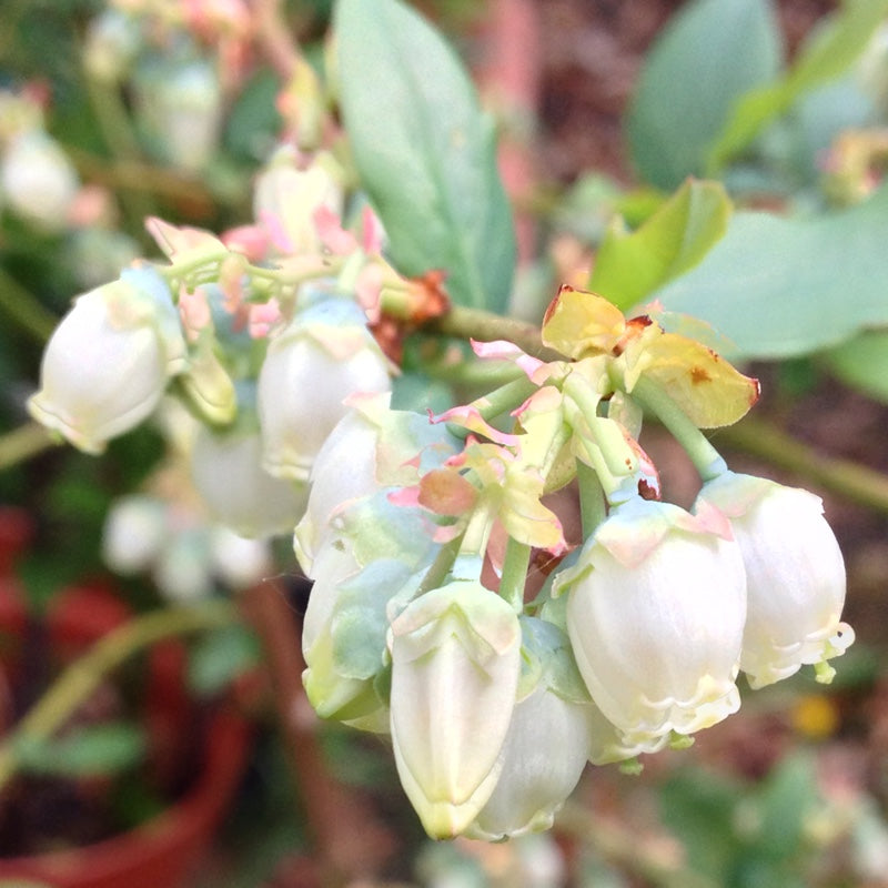 Kék, fürtös áfonya (Vaccinium corymbosum 'Earliblue' 'Early Blue')