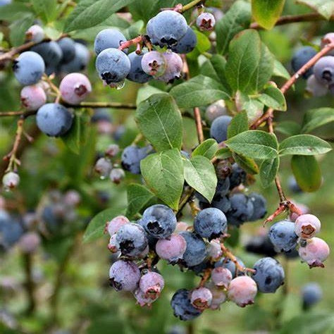 Kék, fürtös áfonya (Vaccinium corymbosum 'Earliblue' 'Early Blue')