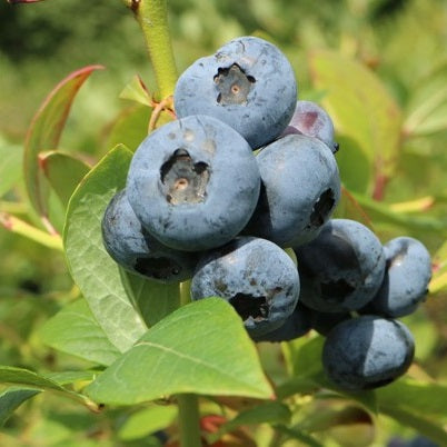 Kék, fürtös áfonya (Vaccinium corymbosum 'Elisabeth')