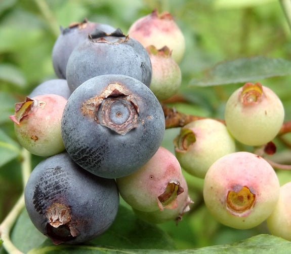 Kék, fürtös áfonya (Vaccinium corymbosum 'Elliot')