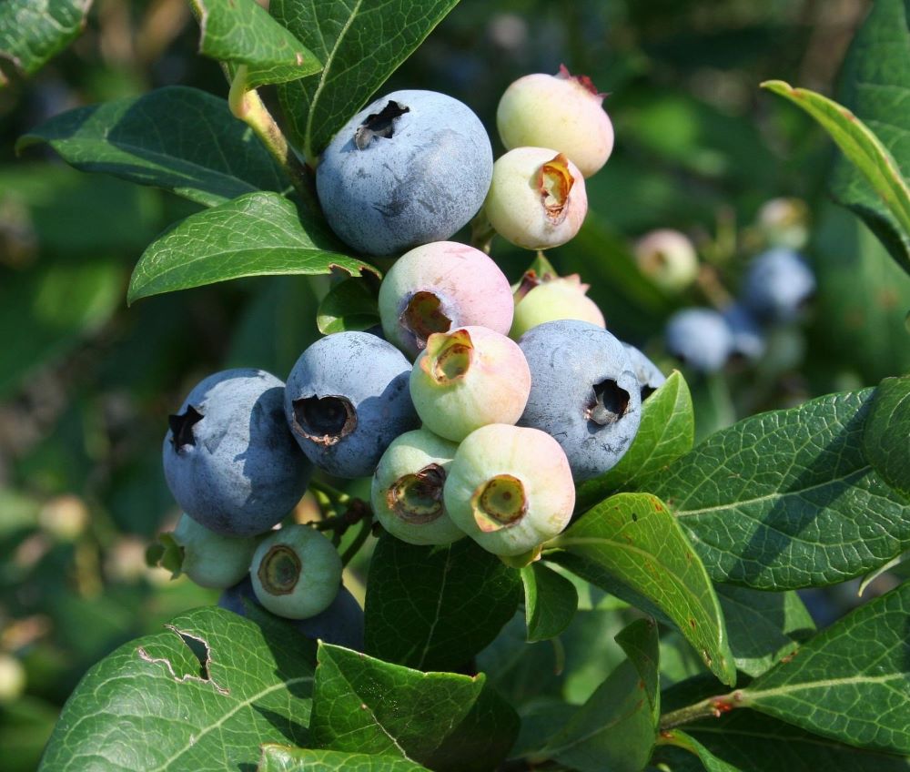 Kék, fürtös áfonya (Vaccinium corymbosum 'Elliot')