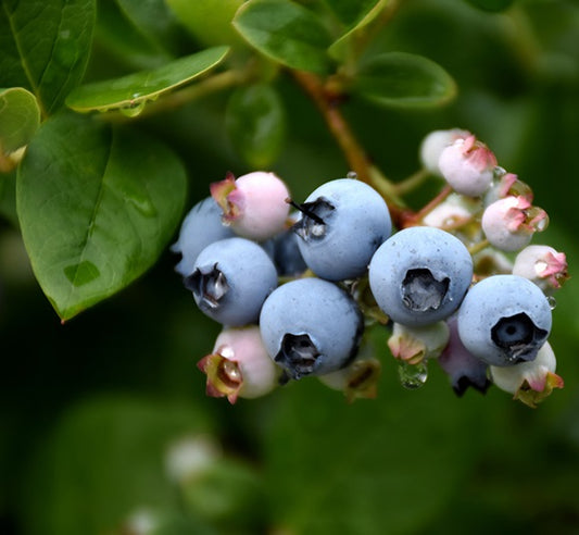 Kék, fürtös áfonya (Vaccinium corymbosum 'Elliot')