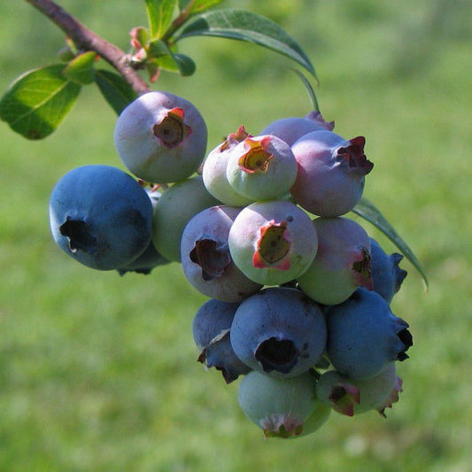 Kék, fürtös áfonya (Vaccinium corymbosum 'Legacy')