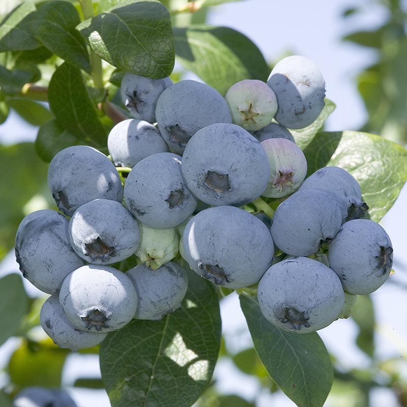 Kék, fürtös áfonya (Vaccinium corymbosum 'Nelson')