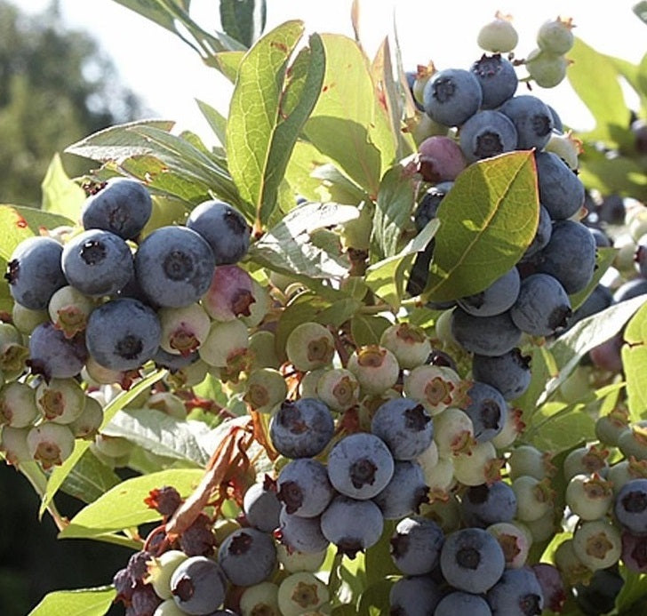 Kék, fürtös áfonya (Vaccinium corymbosum 'Nelson')