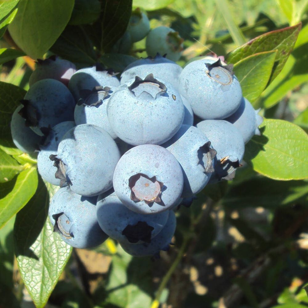 Kék, fürtös áfonya (Vaccinium corymbosum 'Nelson')