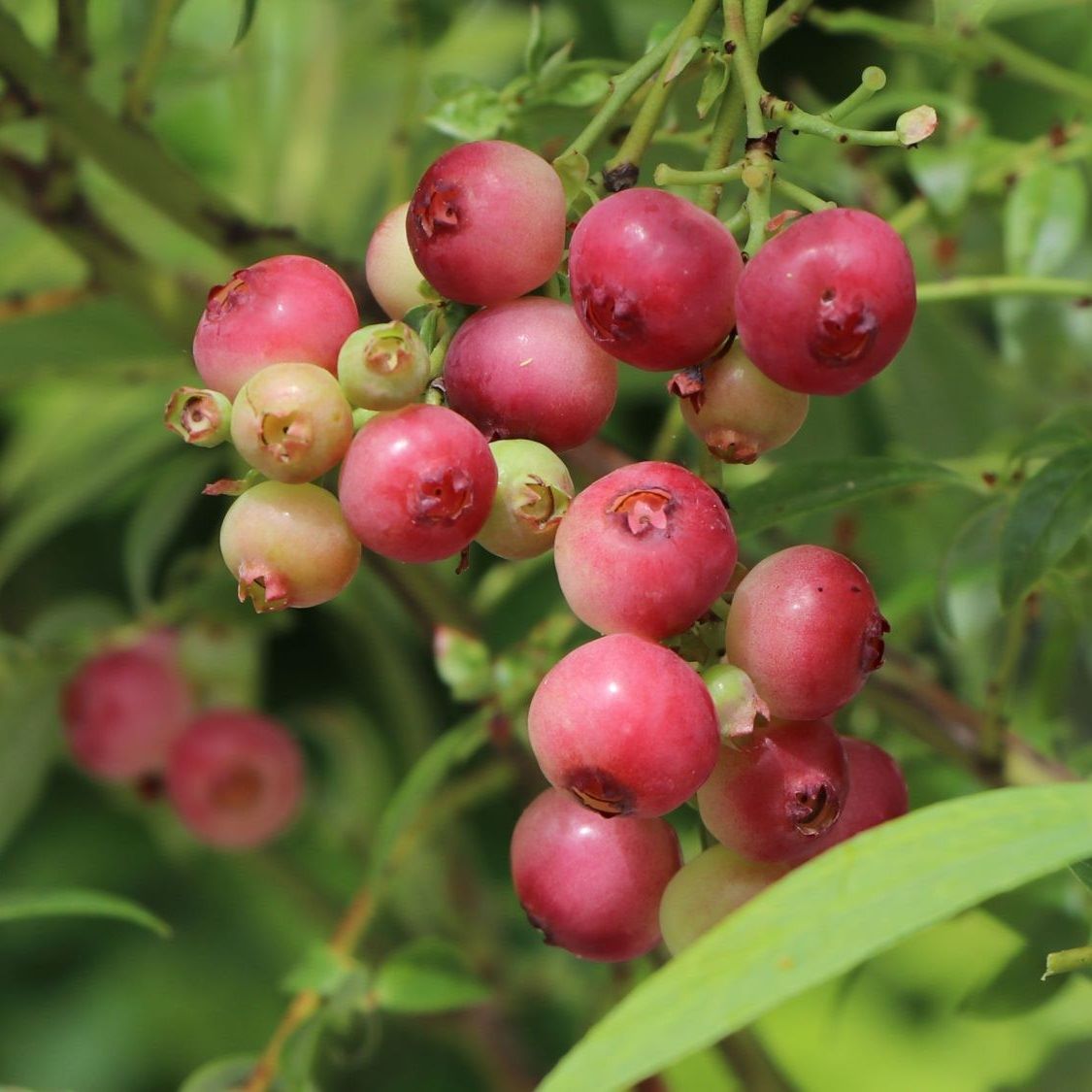 Magasbokrú áfonya (Vaccinium corymbosum 'Pink Lemonade')