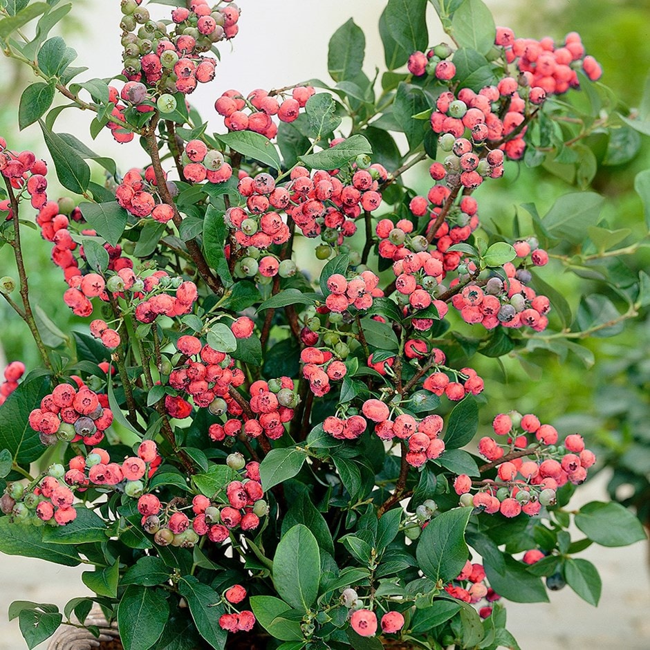 Magasbokrú áfonya (Vaccinium corymbosum 'Pink Lemonade')