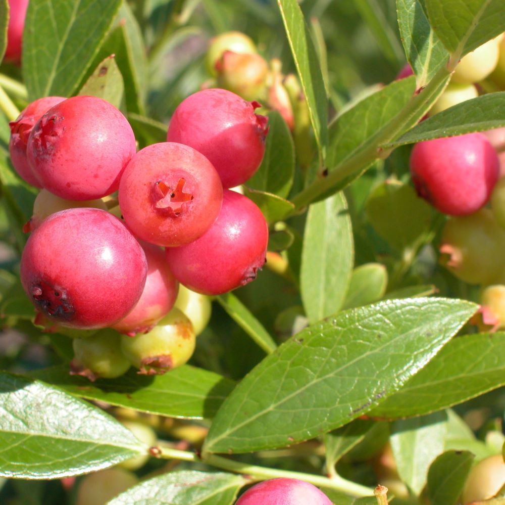 Magasbokrú áfonya (Vaccinium corymbosum 'Pink Lemonade')