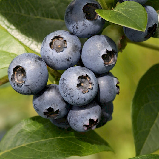 Kék, fürtös áfonya (Vaccinium corymbosum 'Sierra')