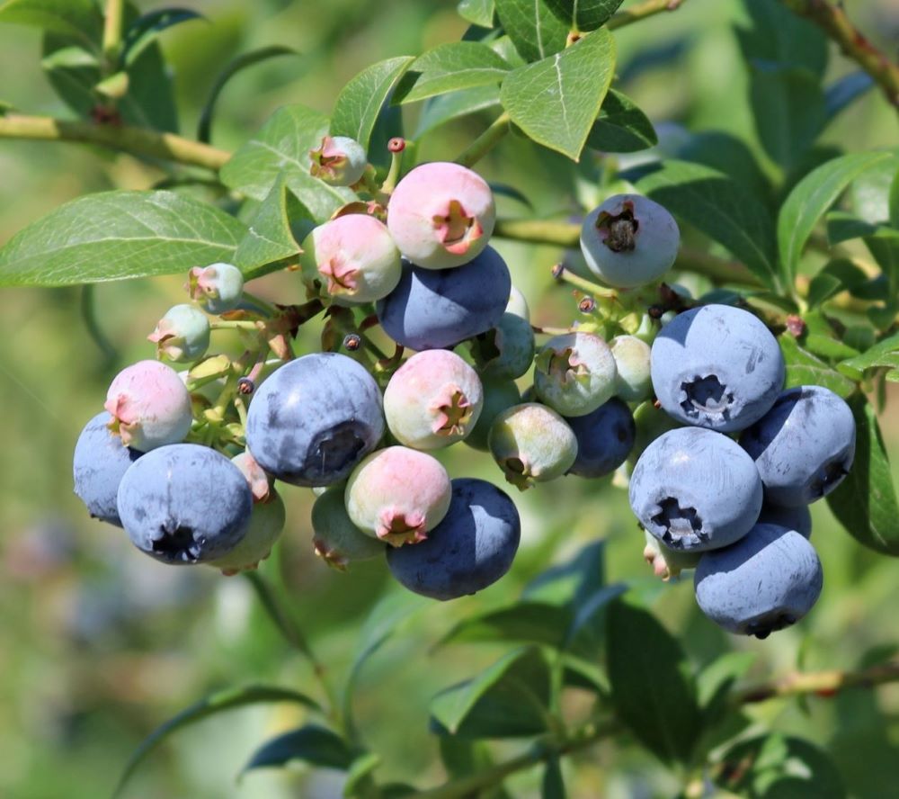 Kék, fürtös áfonya (Vaccinium corymbosum 'Spartan')