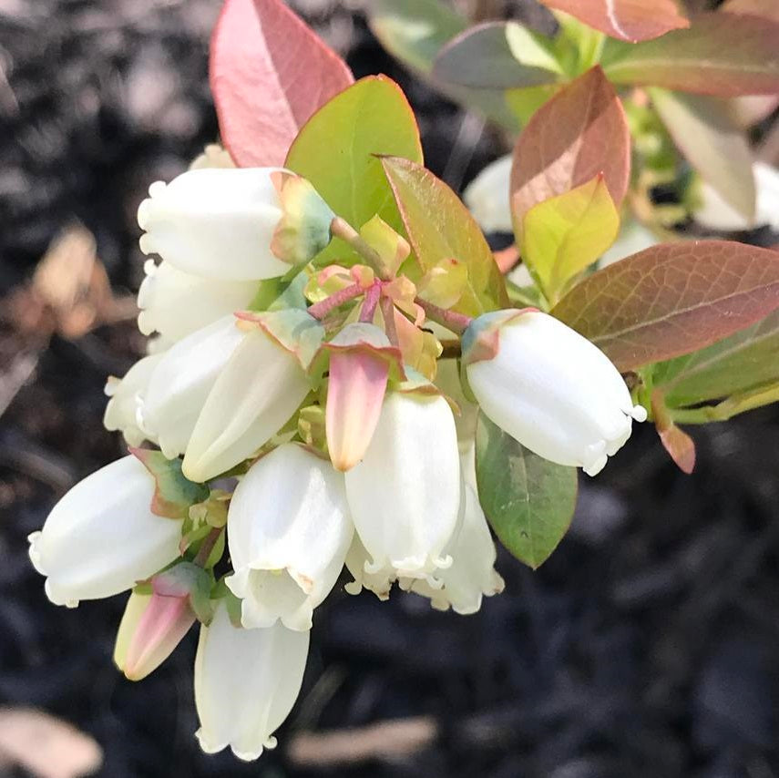 Kék, fürtös áfonya (Vaccinium corymbosum 'Spartan')