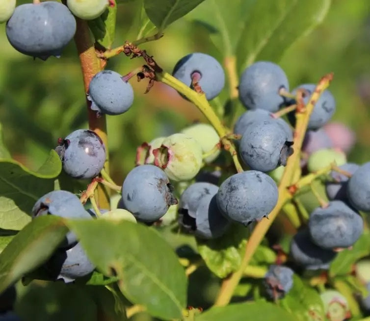 Kék, fürtös áfonya (Vaccinium corymbosum 'Spartan')