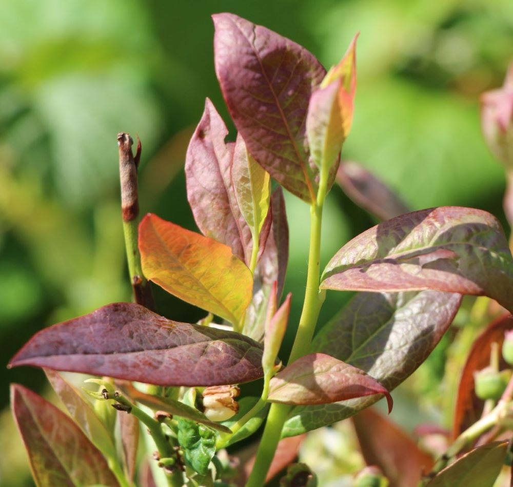 Kék, fürtös áfonya (Vaccinium corymbosum 'Spartan')