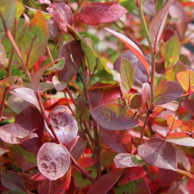Kék, fürtös áfonya (Vaccinium corymbosum 'Toro')