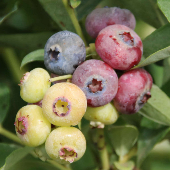 Kék, fürtös áfonya (Vaccinium corymbosum 'Toro')