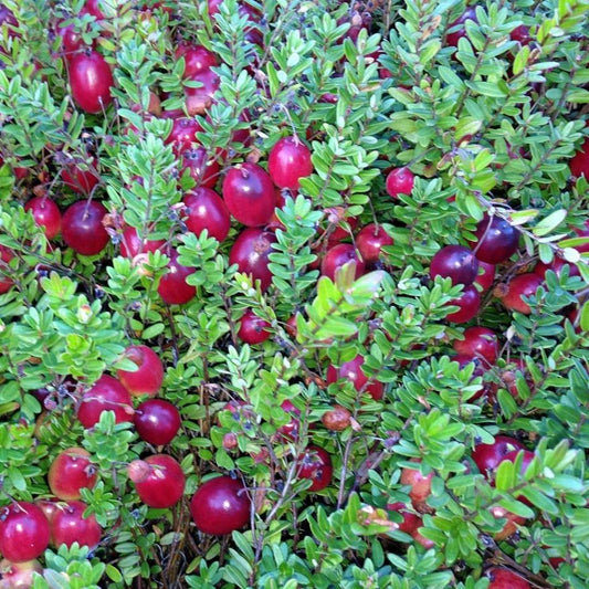 Tőzegáfonya (Vaccinium macrocarpon 'Pilgrim')