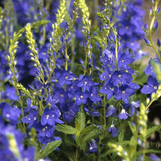 Gamandor veronika (Veronica teucrium/austriaca 'Knallblau')