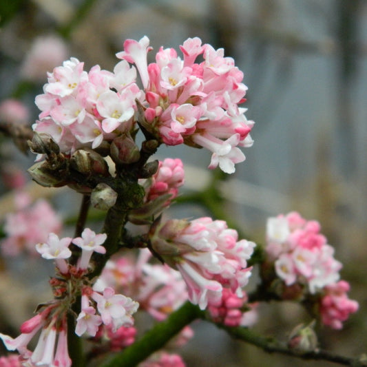 Kikeleti bangita (Viburnum x bodnantense 'Charles Lamont')