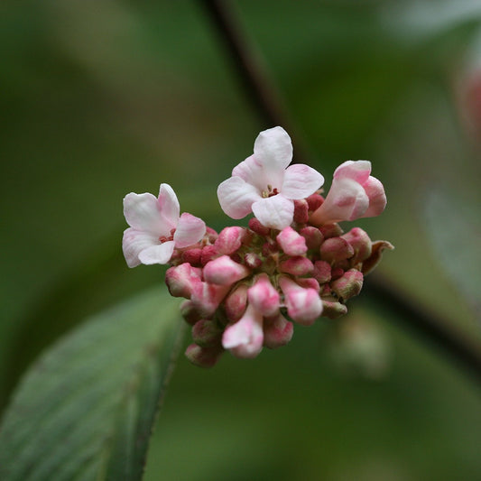 Kikeleti bangita (Viburnum x bodnantense 'Dawn')