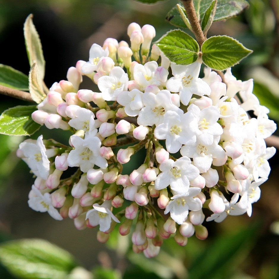 Tavaszi bangita (Viburnum x burkwoodii)